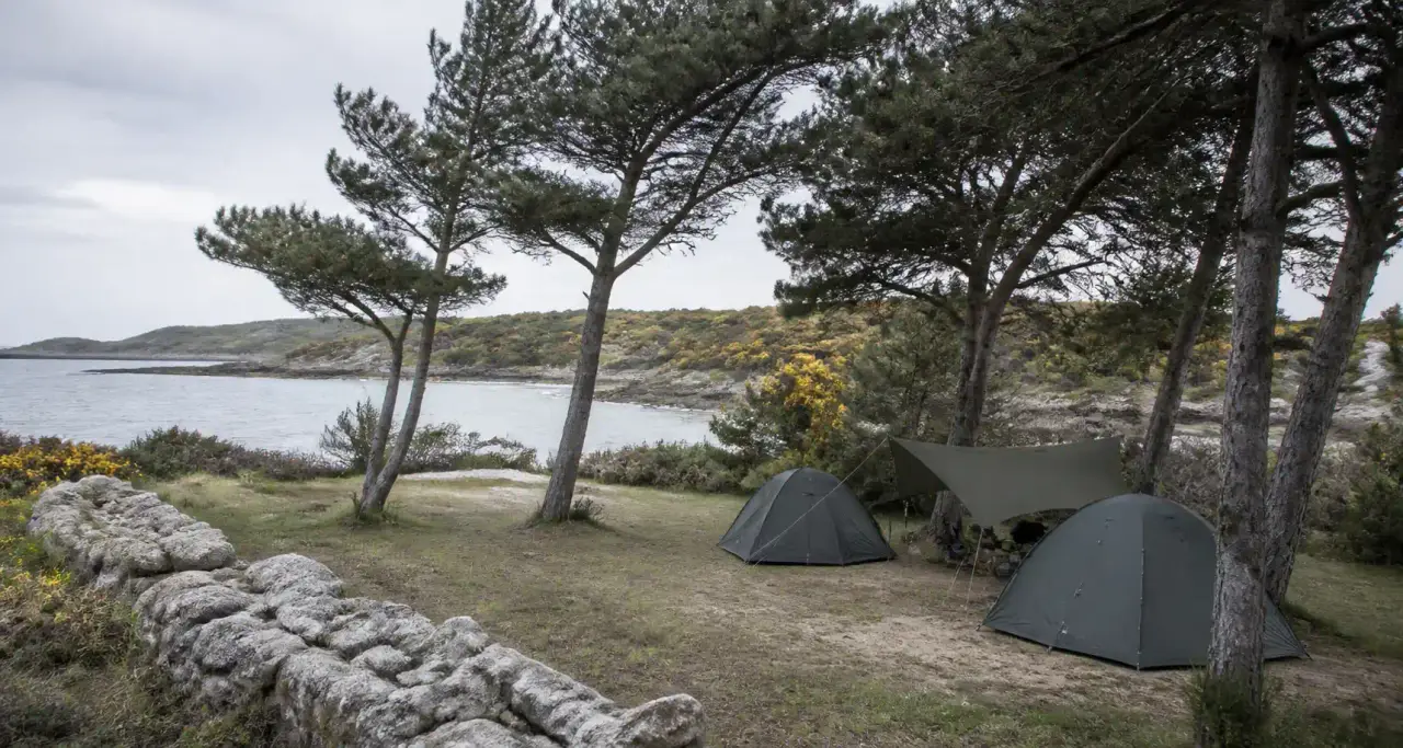 Camping en bord de mer en Bretagne au petit matin, tentes et auvent sous les pins maritimes face à une anse