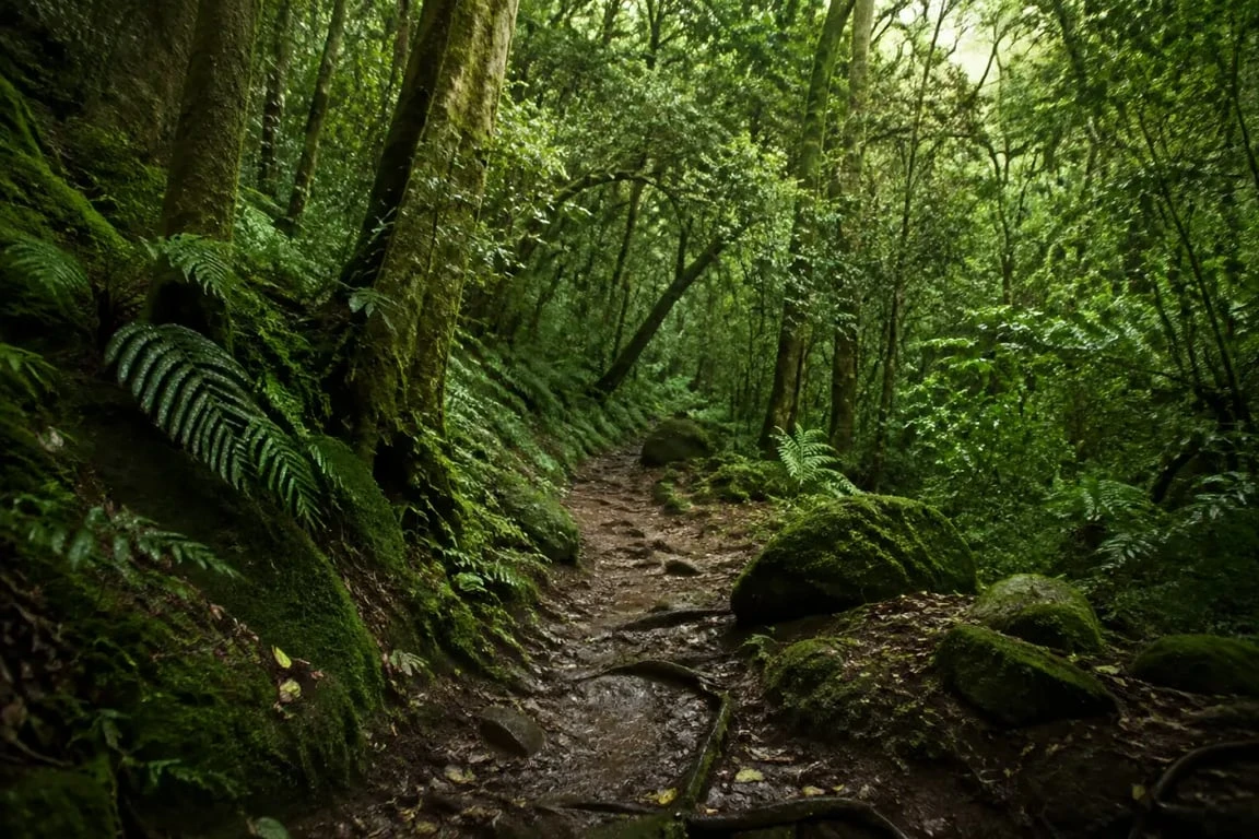 Randonnée Alma Martinique dans la forêt tropicale humide